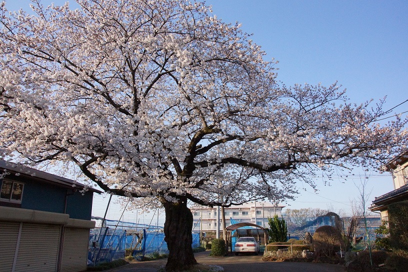 庭の桜