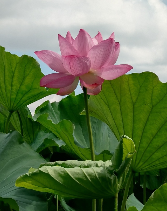 蓮の花