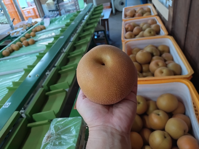 豊水