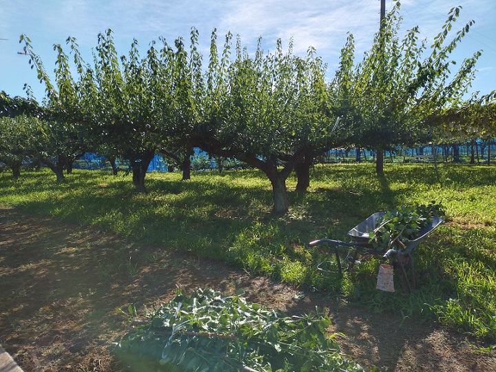 梅の夏季剪定