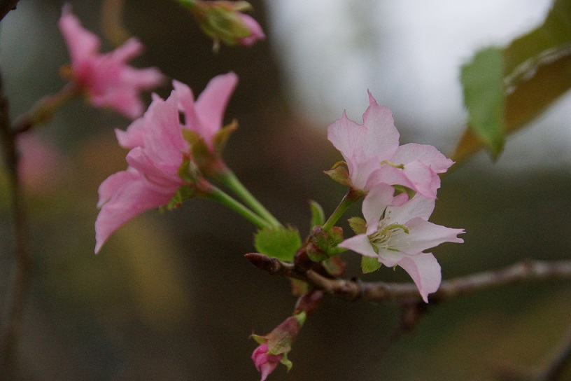 十月桜